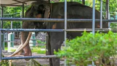 කිලෝ 4000ක් බර 'මුතු රාජා' ගේ ගුවන් ගමන ගැන මේ තොරතුරු ඔබ දැන සිටියා ද?