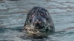 Seal at , Norfolk