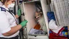 Funcionária da RSPCA durante trabalho de resgate e reabilitação de animais