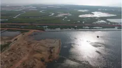 మడ అడవులు