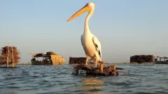 منچھر