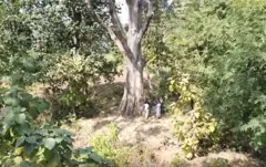 વૃક્ષ, તાપી, સુરત, બીબીસી ગુજરાતી 