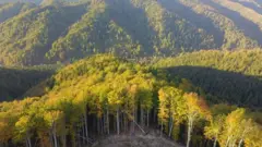 Šuma na Istočnim Karpatima