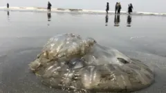 جیلی فش