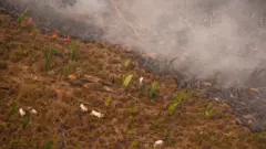 Sobrevoo do Greenpeacecomo ganhar na bet nacionalfazenda na Amazôniacomo ganhar na bet nacional2020 mostra gado sendo colocadocomo ganhar na bet nacionalárea recém queimada