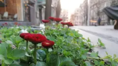 cveće
