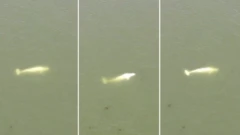 A composite photo of a beluga whale in River Seine