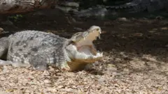 मगरमच्छ