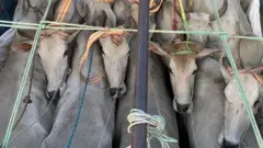 ट्रकभित्र गाई, गोरु