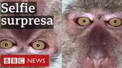 macaco