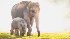 हात्ती