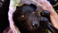 Летучая мышь