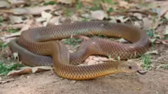 Ejo