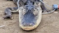 The captured alligator