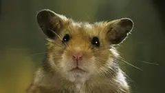 Hamster