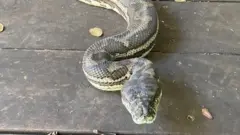 Australia: Snakes crash through roof of house