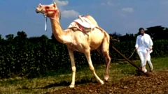 ਪੰਜਾਬ ਵਿੱਚ ਊਠਾਂ ਨਾਲ ਖੇਤੀ