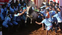 அலங்காநல்லூர் ஜல்லிக்கட்டு