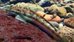 ikan