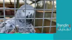 عزل ببغاوات في بريطانيا بسبب لسانها البذيء