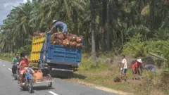 ফলন তুলছেন মালয়েশিয়ার পাম চাষীরা। ফাইল ছবি