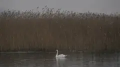 Obedska bara i labud