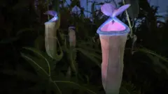 Plantas-jarro fluorescentes, em tons de rosa e púrpura.