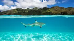 상어와 가오리 같은 특정 생물은 케이블에서 나오는 전기 신호에 더 민감할 수 있다