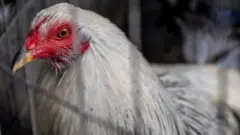 Photo of rooster