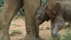 யானை சித்தரிப்புப் படம்