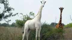 jerapah
