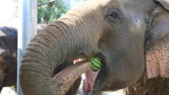 யானை
