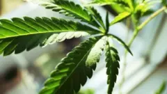 cannabis