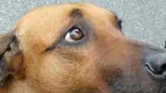 Dog eyes