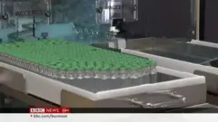 လူမှုကွန်ရက်ပေါ်က ကိုဗစ်ကာကွယ်ဆေး ဘယ်လောက်အန္တရာယ်ရှိသလဲ