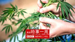 大麻