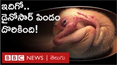 డైనోసార్ పిండం