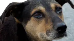 Безпритульна собака в Україні