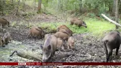 နျူကလီးယား ဓာတ်ပေါင်းဖို မတော်တဆမှု ကြောင့် လူတွေ အဲဒီ ဒေသ ကို စွန့်ခွာ ခဲ့ကြ