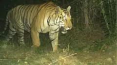 పులి