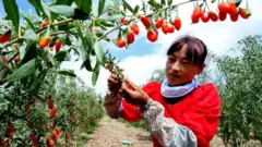 goji