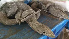 Monitor lizards being sold in Attepeu province of Lao PDR