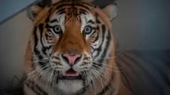 Tigar