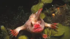 السمكة الوزدية