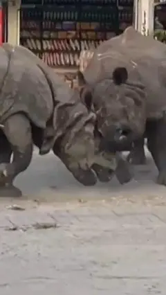 گینڈے