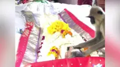 சாப்பாடு போட்ட நபர் மரணம் - குரங்கு எங்கு செய்தது?