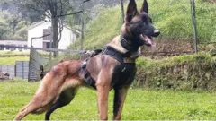 Wilsan Kolombiyaa keessatti akka gootaatti ilaalama