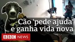 O cão Quindim e sua chegada na clínica