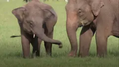 වනඅලි