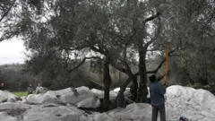 zeytinlik